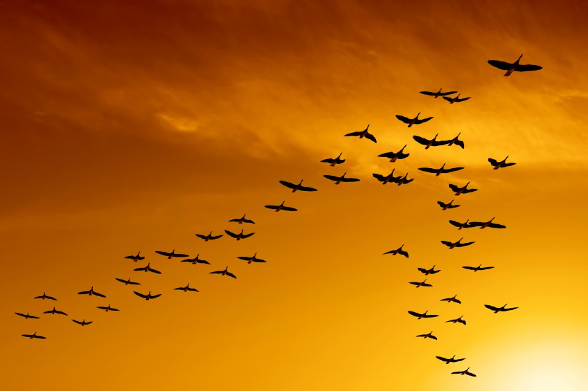 When Is Hummingbird Migration? - Birding and Wild Birds